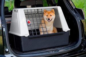 10-accessori-auto-imperdibili-per-viaggiare-con-il-proprio-cane