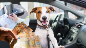 animali-in-auto-li-trasportano-tutti-cosi-se-ti-beccano-paghi-oltre-300e-di-multa