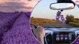 lavanda-metti-un-rametto-nella-tua-auto-incredibile-quel-che-accade-non-smetterai-piu-di-farlo