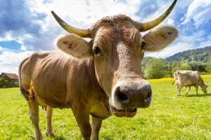 mucca-carica-un-motociclista-il-video