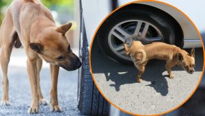 perche-i-cani-sono-attratti-dalle-gomme-della-macchina-quando-fanno-pipi
