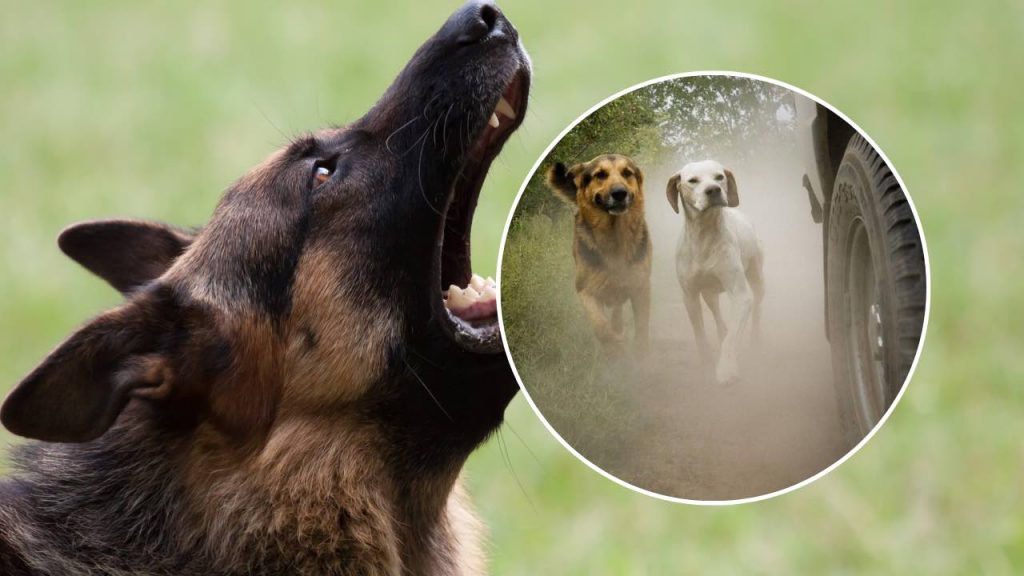 perche-alcuni-cani-abbaiano-quando-vedono-una-macchina
