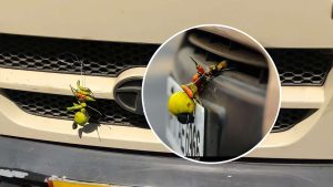 ce-chi-appende-limone-e-peperoncino-alla-macchina-il-motivo-ha-dellassurdo