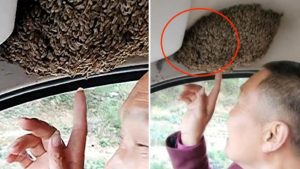 guida-con-tutta-calma-con-un-alveare-di-api-in-auto-la-strana-storia-di-yao-foto