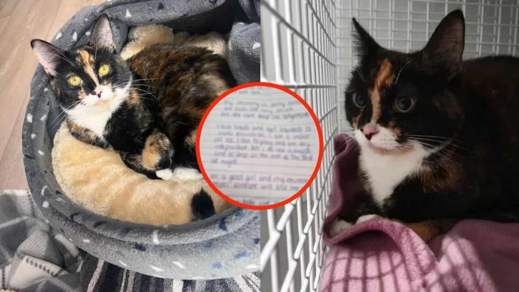 abbandonata-in-mezzo-ad-una-strada-ma-trovano-questa-lettera-legata-al-collare