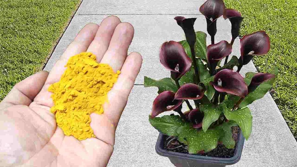 piante-rigogliosissime-con-una-dose-di-questo-avrai-fiori-allinfinito-nel-tuo-giardino